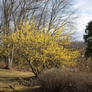 American Witch Hazel Seeds - 5 Count Heirloom Medicinal Shrub for Landscapes - Image 2