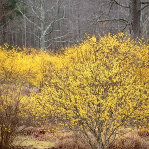 American Witch Hazel Seeds - 5 Count Heirloom Medicinal Shrub for Landscapes - Image 3