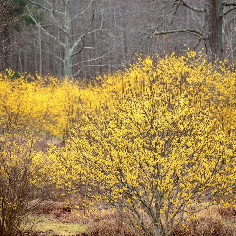 American Witch Hazel Seeds - 5 Count Heirloom Medicinal Shrub for Landscapes - Image 3