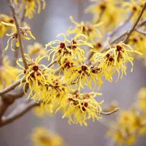 American Witch Hazel Seeds - 5 Count Heirloom Medicinal Shrub for Landscapes - Image 4