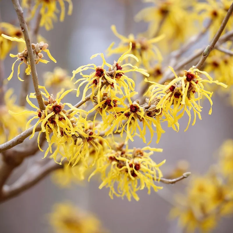 American Witch Hazel Seeds - 5 Count Heirloom Medicinal Shrub for Landscapes - Image 4
