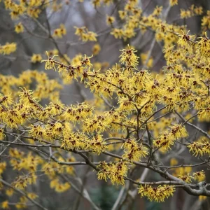 American Witch Hazel Seeds - 5 Count Heirloom Medicinal Shrub for Landscapes - Image 5