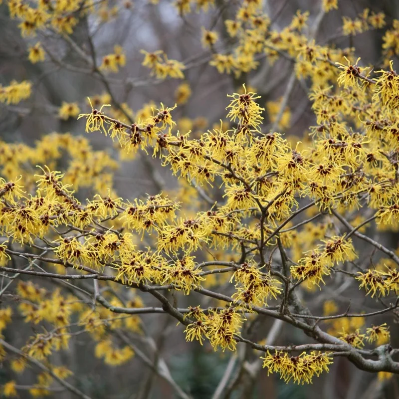 American Witch Hazel Seeds - 5 Count Heirloom Medicinal Shrub for Landscapes - Image 5
