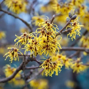 American Witch Hazel Seeds - 5 Count Heirloom Medicinal Shrub for Landscapes - Image 1