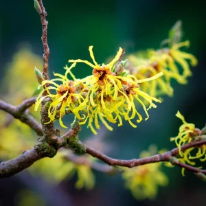 American Witch Hazel Seeds - 5 Count Heirloom Medicinal Shrub for Landscapes - Image 6