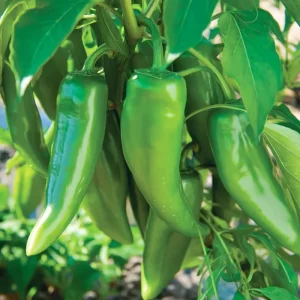 Anaheim Chili Pepper Seeds - 25-Count Packet - Mild Flavor for Gardens & Cooking - Image 2