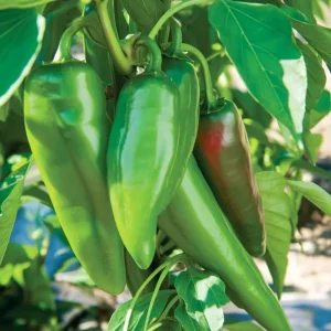 Anaheim Chili Pepper Seeds - 25-Count Packet - Mild Flavor for Gardens & Cooking - Image 4