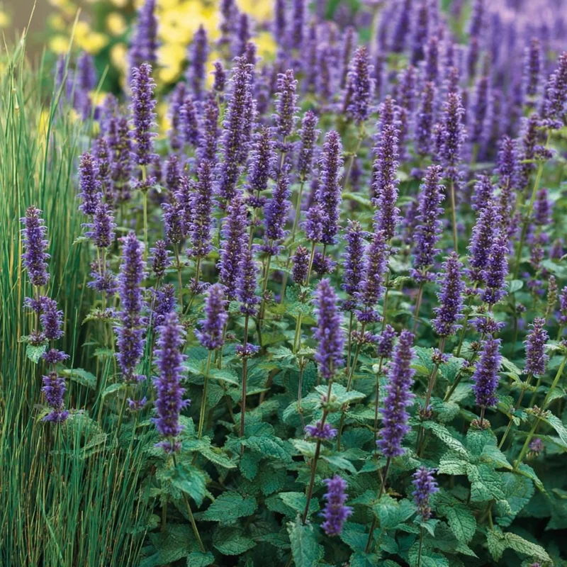 Anise Hyssop Seeds 250 Count - Fragrant Purple-Blue Perennial for Pollinator Gardens - Image 2