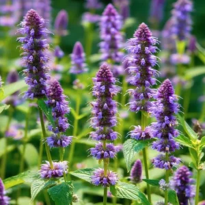 Anise Hyssop Seeds 250 Count - Fragrant Purple-Blue Perennial for Pollinator Gardens - Image 1