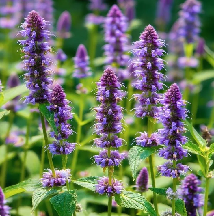Anise Hyssop Seeds 250 Count - Fragrant Purple-Blue Perennial for Pollinator Gardens - Image 1