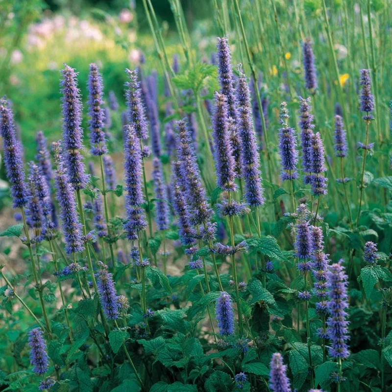 Anise Hyssop Seeds 250 Count - Fragrant Purple-Blue Perennial for Pollinator Gardens - Image 3