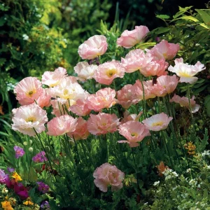 Appleblossom Silky Chiffon Poppy Seeds - 100 Seeds, Ornamental Garden Blooms - Image 3