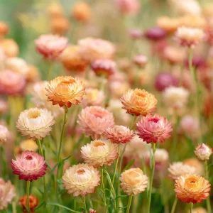 Apricot Peach Mix Organic Strawflower Seeds - 25 Seeds, Heat Tolerant - Image 2