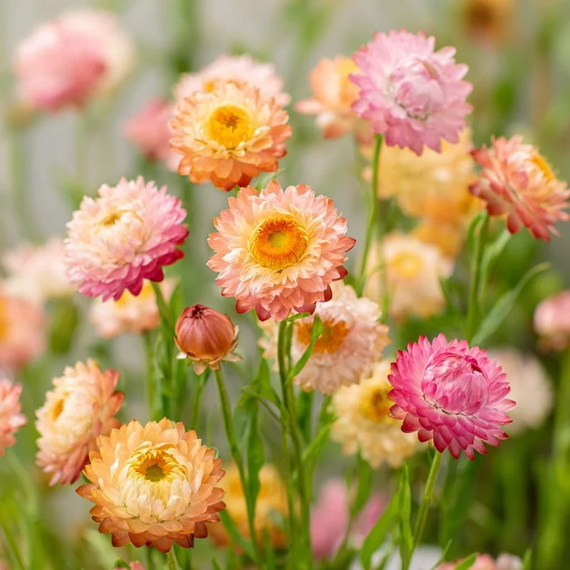 Apricot Peach Mix Organic Strawflower Seeds - 25 Seeds, Heat Tolerant - Image 4
