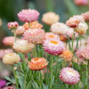 Apricot Peach Mix Organic Strawflower Seeds - 25 Seeds, Heat Tolerant - Image 1