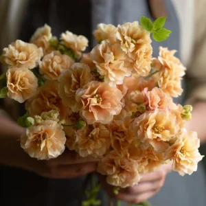 Apricot Stock Flower Seeds - Matthiola Incana - 50 Fragrant Seeds - Image 3