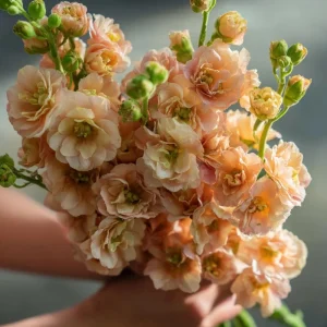 Apricot Stock Flower Seeds - Matthiola Incana - 50 Fragrant Seeds - Image 4