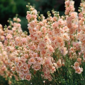 Apricot Stock Seeds Matthiola Incana - 50 Seeds, Fragrant Annual Flowers - Image 2