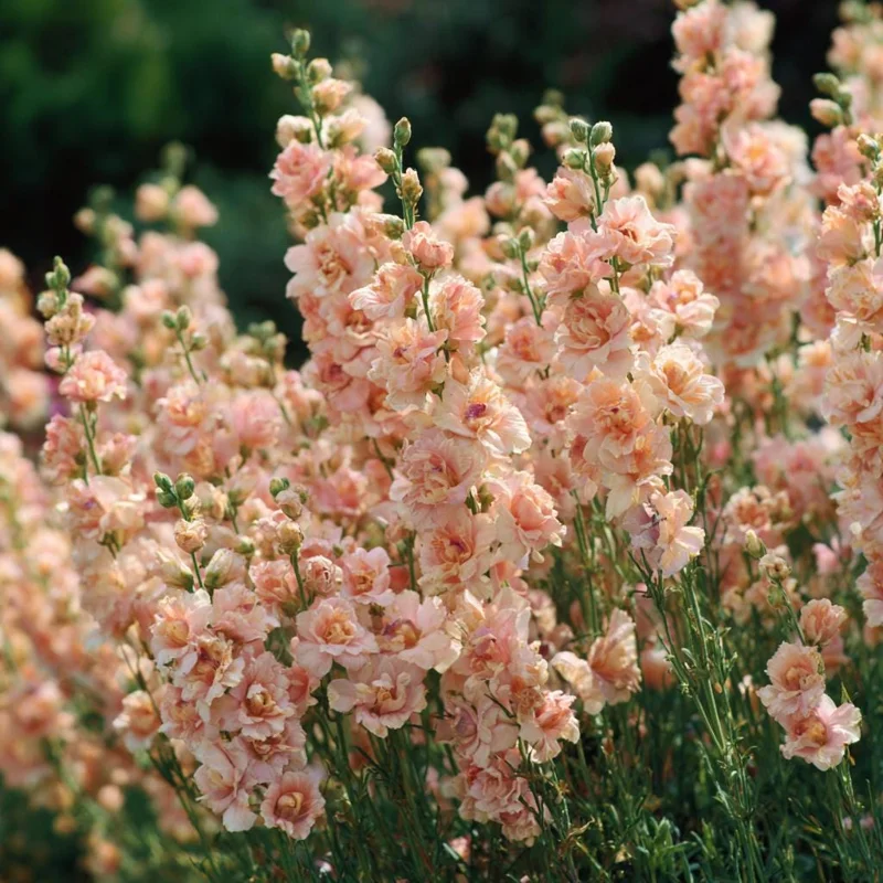 Apricot Stock Seeds Matthiola Incana - 50 Seeds, Fragrant Annual Flowers - Image 2