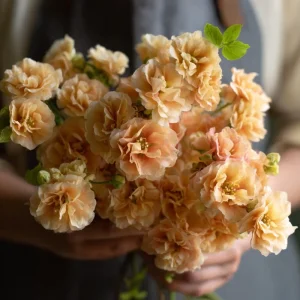 Apricot Stock Seeds Matthiola Incana - 50 Seeds, Fragrant Annual Flowers - Image 3