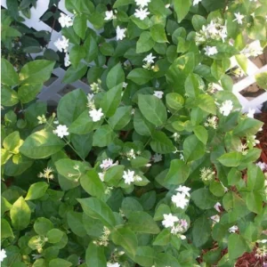 Arabic Jasmine Live Plant – 22-26 Inch (2 ft) Tall, 1 Gallon Pot, Fragrant Flowers - Image 4