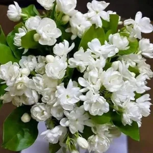 Arabic Jasmine Live Plant – Half Gallon Pot – Fragrant Flowers - Image 2