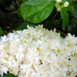 Arabic Jasmine Live Plant – Jasminum Sambac, 18-22 Inches Tall, Potted Houseplant - Image 3