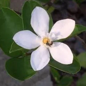 Asian Snow Jasmine Live Plant – Rare Arctic Snow Bush – 1 Gallon Pot – Outdoor - Image 2
