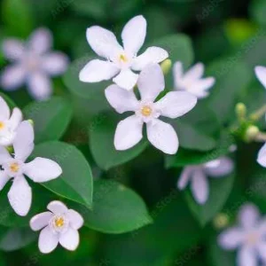 Asian Snow Jasmine Live Plant – Rare Arctic Snow Bush – 1 Gallon Pot – Outdoor - Image 3