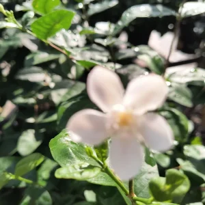 Asian Snow Jasmine Live Plant – Rare Arctic Snow Bush – 1 Gallon Pot – Outdoor - Image 4