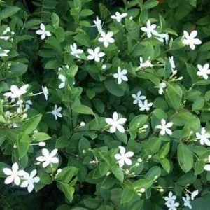 Asian Snow Jasmine Live Plant – Rare Arctic Snow Bush – 1 Gallon Pot – Outdoor - Image 1