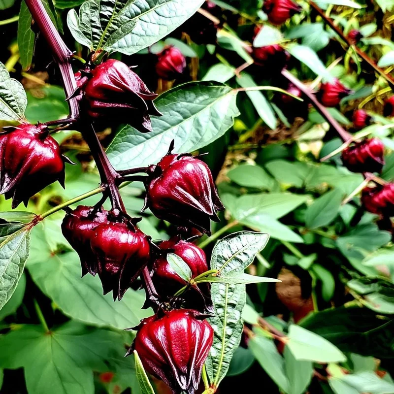 Asian Sour Leaf Roselle Hibiscus Seeds - 20 Count - Edible, Heat-Tolerant - Image 2