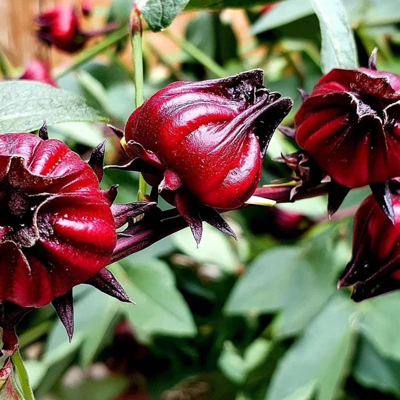 Asian Sour Leaf Roselle Hibiscus Seeds - 20 Count - Edible, Heat-Tolerant - Image 4