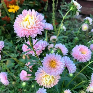 Aster Chamois Seeds - Untreated Annual, Creamy Blooms, 50 Seeds - Image 3