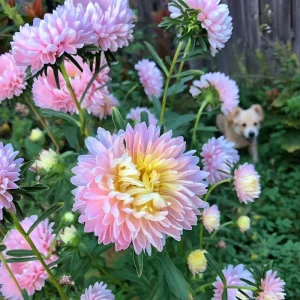 Aster Chamois Seeds - Untreated Annual, Creamy Blooms, 50 Seeds - Image 4