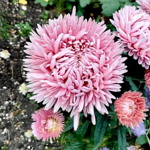 Aster Chamois Seeds - Untreated Annual, Creamy Blooms, 50 Seeds - Image 5