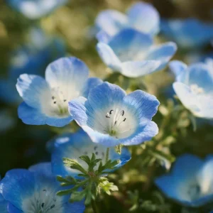 Baby Blue Eyes Flower Seeds - Nemophila Menziesii - Delicate Sky-Blue - 200 Seeds - Image 2