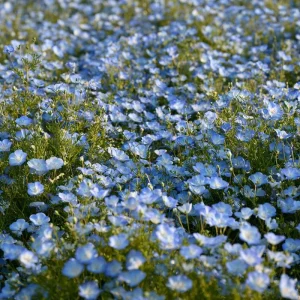 Baby Blue Eyes Flower Seeds - Nemophila Menziesii - Delicate Sky-Blue - 200 Seeds - Image 3