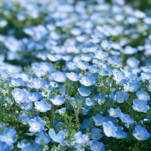 Baby Blue Eyes Flower Seeds - Nemophila Menziesii - Delicate Sky-Blue - 200 Seeds - Image 1