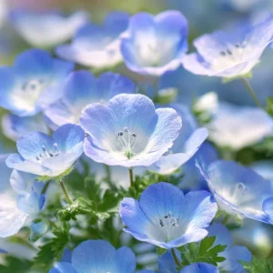 Baby Blue Eyes Flower Seeds - Nemophila Menziesii - Delicate Sky-Blue - 200 Seeds - Image 4