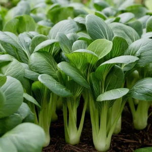 Baby Shanghai Pak Choi Seeds - 150 Count - Fast-Growing Asian Greens - Image 4