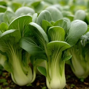 Baby Shanghai Pak Choi Seeds - 150 Count - Fast-Growing Asian Greens - Image 1