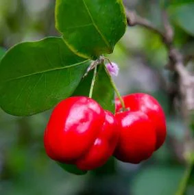 Barbados Cherry Live Plant – Fruit Tree – 6 to 8 inch Tall – Indoor/Outdoor - Image 2