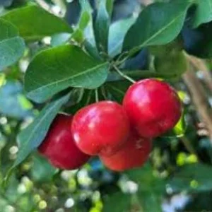 Barbados Cherry Live Plant – Fruit Tree – 6 to 8 inch Tall – Indoor/Outdoor - Image 3