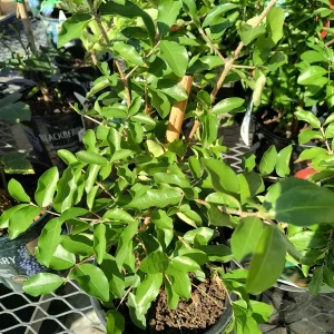 Barbados Cherry Live Plant – Fruit Tree – 6 to 8 inch Tall – Indoor/Outdoor - Image 4
