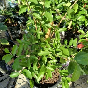 Barbados Cherry Live Plant – Fruit Tree – 6 to 8 inch Tall – Indoor/Outdoor - Image 5