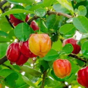 Barbados Cherry Live Plant – Fruit Tree – 6 to 8 inch Tall – Indoor/Outdoor - Image 1
