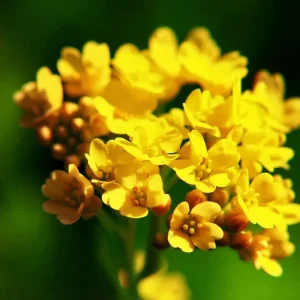 Basket of Gold Alyssum Saxatile Seeds – 100 Heirloom Flower Seeds – Bright Yellow Blooms - Image 2