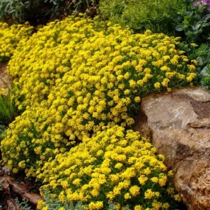 Basket of Gold Alyssum Saxatile Seeds – 100 Heirloom Flower Seeds – Bright Yellow Blooms - Image 3