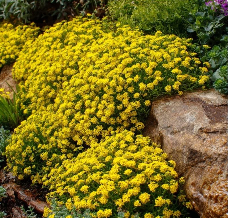 Basket of Gold Alyssum Saxatile Seeds – 100 Heirloom Flower Seeds – Bright Yellow Blooms - Image 3